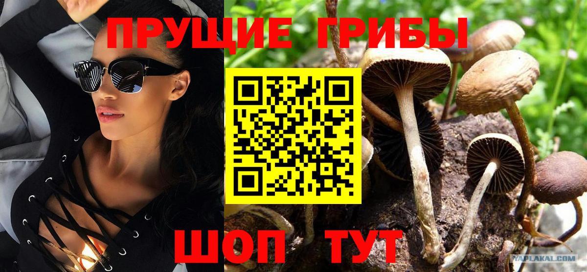 Псилоцибиновые грибы GOLDEN TEACHER  Галлюциногенные грибы прущие грибы  Красноярск  Вход с VPN 